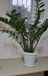 فروش گل