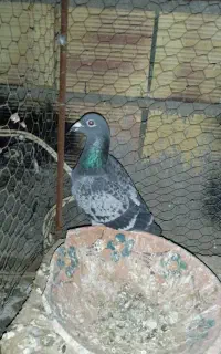 پولک نسله عالی هم برای هوا هم جوجه کش