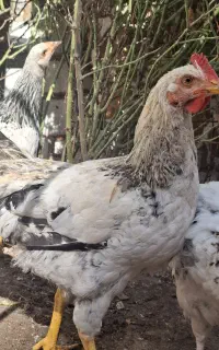 نیمچه خروس سنگین وزن