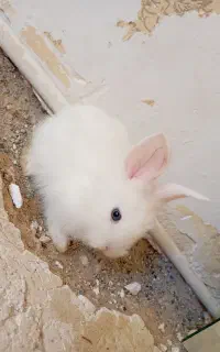 خرگوش کوچولو