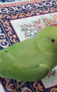 طوطی ملنگو ماده گم شده
