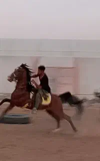 اسب معاوضه با گوسفند یا نقدی
