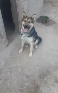 سگ گرگی