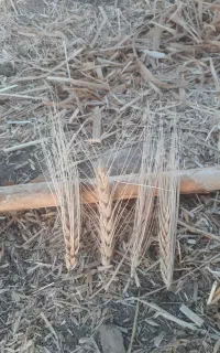 فروش یک تن گندم جو