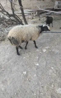 بره نر