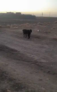 گمشده