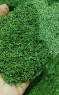 شوید خشک سبز تازه