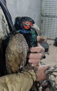 جوجه مرغ عشق موجود شد تعداد محدود
