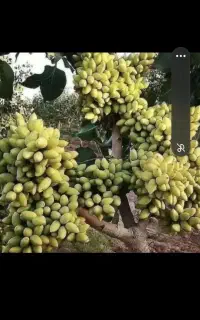خدمات پیوند فروش ترکه اکبری احمد آقایی فندوقی