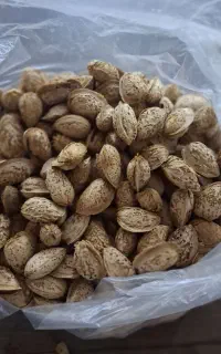 بادام پسته ای اعلا