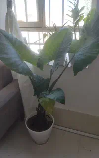 گل بابا آدم