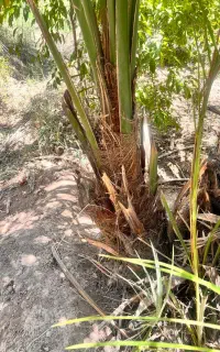 پاجوش برحی اصل اصل