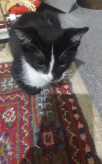 واگذاری بچه گربه