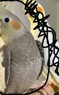 عروس هلندی 3 ماهه گم شده