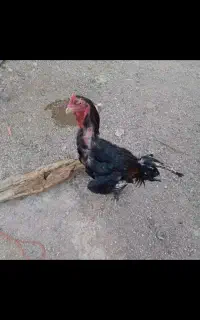 خروس لاری افغان