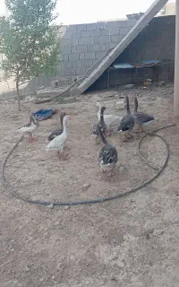 تعدادی جوجه وقاز به فروش میرسد