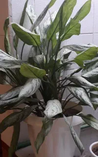 گل آگلونما