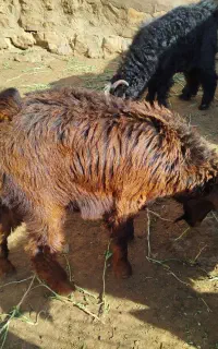 بزغاله چاق