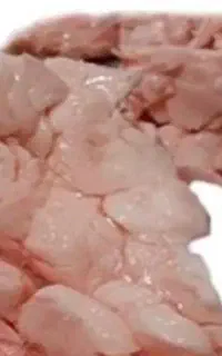 شهله گوساله