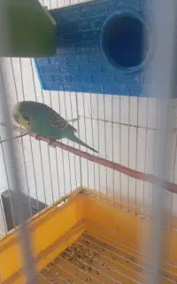 مرغ عشق جفت