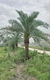 درختان واشنگتن پالم ویلا باغ زمین