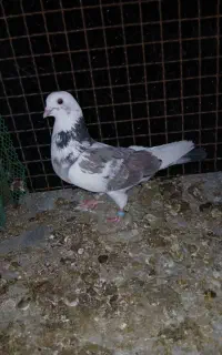 باسلام  فروش کفتر جوجه کشی