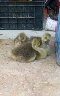 جوجه قوغازوبلدرچین