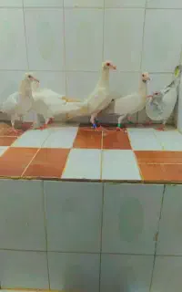 کبوتر فروشی