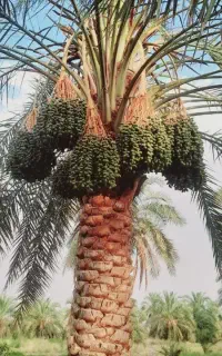 فسیل کنی وموغ بندی