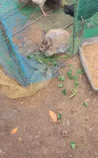 خرگوش خوشگل