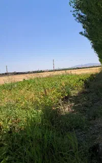 بوته نهال درخت انگور ۳ساله