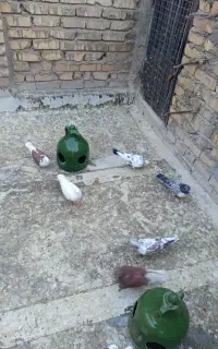 کفتر