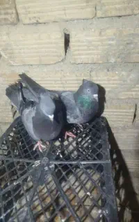 سبز آبادانی