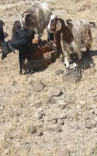 سه عدد بز کور ۲ ساله