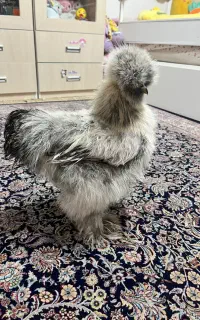 دو عدد خروس ابریشمی