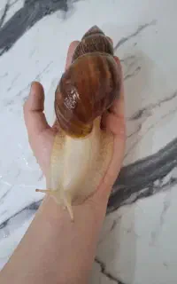 حلزون مولد تخم گذار
