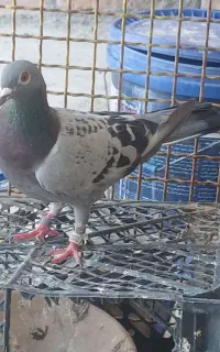 سلام یک جفت پلاگی نروماده مساقبه  دهنده