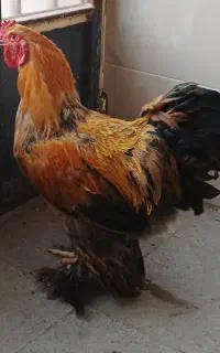 تخم مرغ نطفه دار برهما