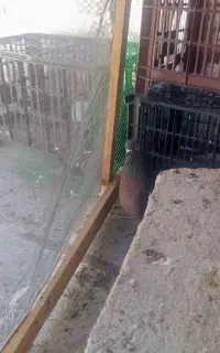یک عدد کبوتر