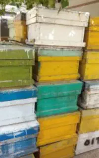 کندوی خالی زنبور عسل
