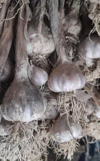 سیر محلی