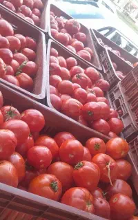 گوجه ربی اناری،تحویل درب منزل