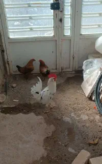 مرغ و خروس محلی