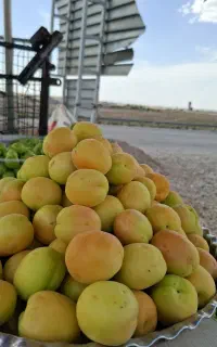 آلوچه(گوجه سبز ) ماهان و برگ انگور
