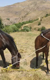مادیان