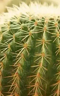 فروش گل.