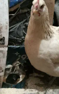 مرغ مادر با ۸ عدد جوجه۳ روزه
