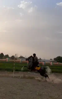 مادیان درجه یک