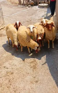 8 راس شک سه شیره