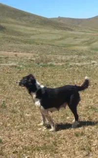 سگ ماده گله ای